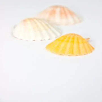 Three shells Stock Photos
