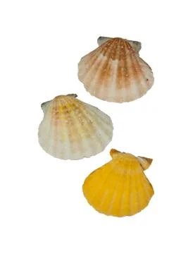 Three shells Stock Photos