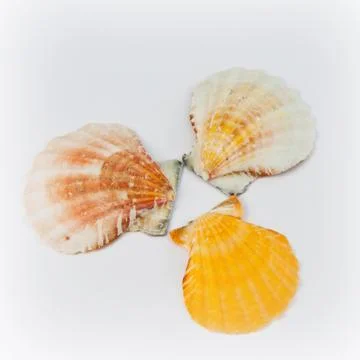 Three shells Stock Photos