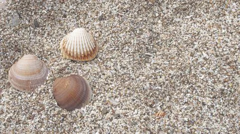 Three shells on the sand of a beach in the mediterranean Stock Photos