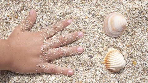 Three shells on the sand of a beach next to the open hand of a child Stock Photos
