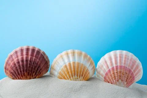 Three shells on the sand with blue background Stock Photos