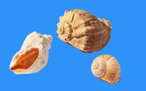 Three shells of sea molluscs isolate on a blue background Stock Photos