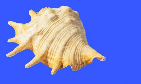 Three shells of sea molluscs isolate on a blue background Stock-Fotos
