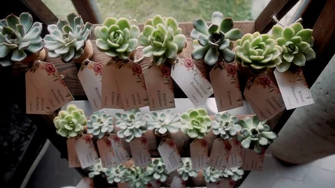 Three shelves on which are pots with small flowers Stock Footage 119831228