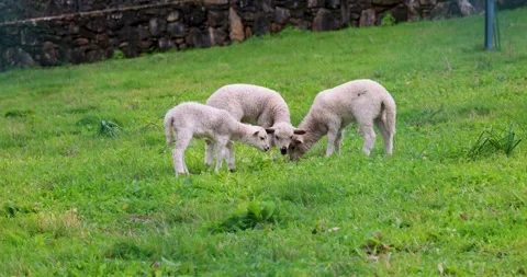 Three shepp grazing in an eco farm Stock Footage 264978475