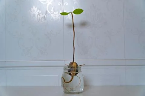 Three shoots sprouting from an avocado pit with its roots in a small jar cont Stockfoto's