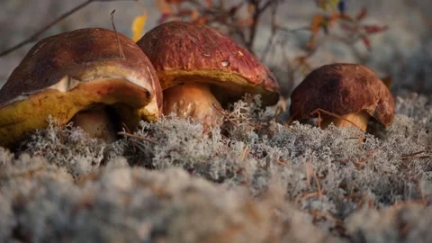 Three short cep mushrooms Stock Footage 301990002