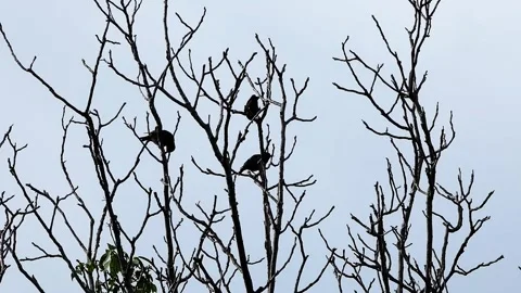 Three shrikes perched and hopping on dry tree in cold gloomy day Stock Footage 318909309