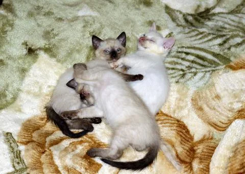 Three Siamese kittens on a blanket Stock Photos