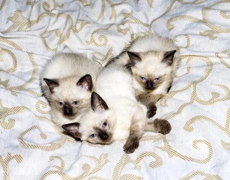 Three Siamese - Thai kittens lying on the bed Stock Photos
