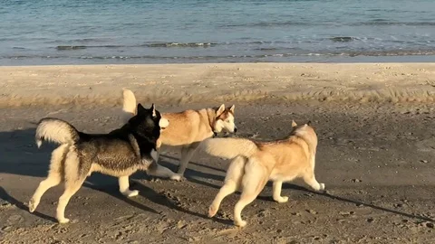 Three siberian husky dogs playing on beach Stock Footage 84136306
