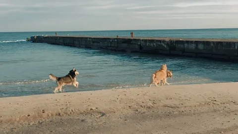 Three siberian husky dogs playing on beach Stock Footage 84136405