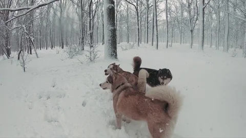 Three siberian husky dogs playing in snowy forest. Slow motion 動画素材 84689503