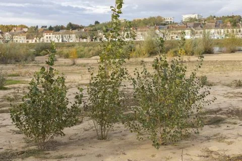 Three silver birch trees growing on a sandy river bed Stock Photos