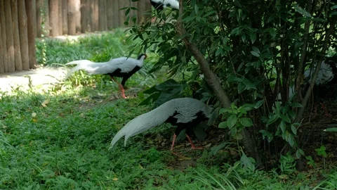 Three silver pheasants are looking for food Stock Footage 119454452
