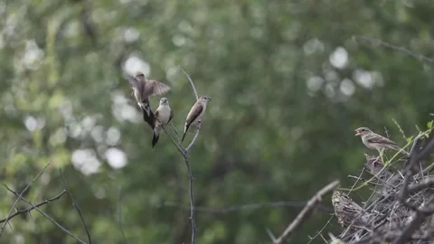 Three SilverBILL bird in flight and sitting 動画素材 288298755