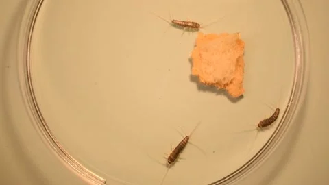 Three silverfish checking out a piece of bread Stock Footage 131393680