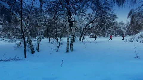 Three skiers in a snowy forest Video stock 101224784