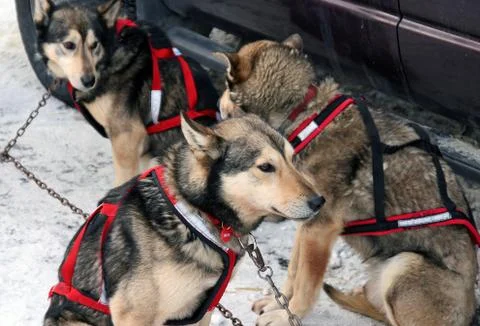 Three Sled Dogs Stock Photos