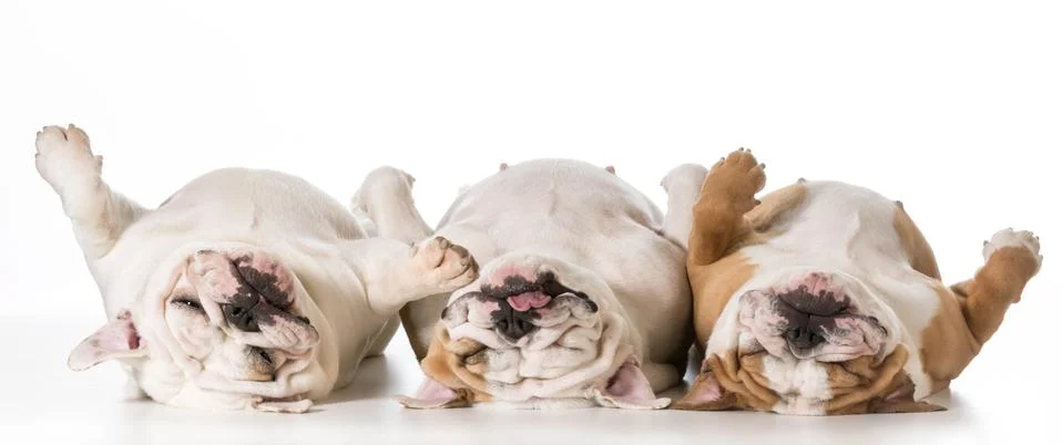 Three sleeping dogs Stock Photos