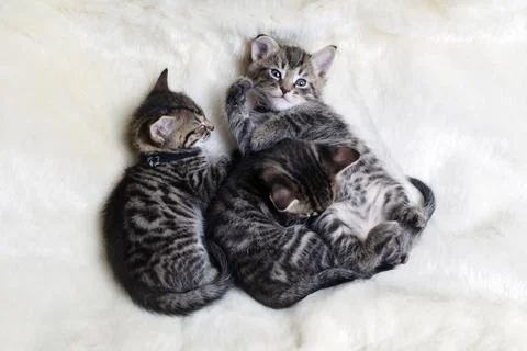 Three sleeping kittens Stock Photos
