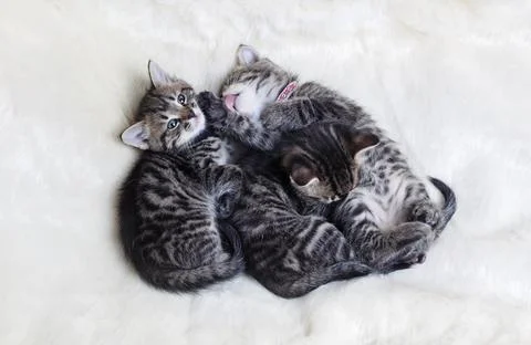 Three sleeping kittens Stock Photos
