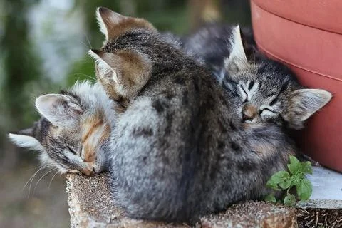 Three Sleeping Kittens Stock Photos
