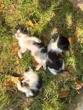 Three sleeping kittens Stock Photos