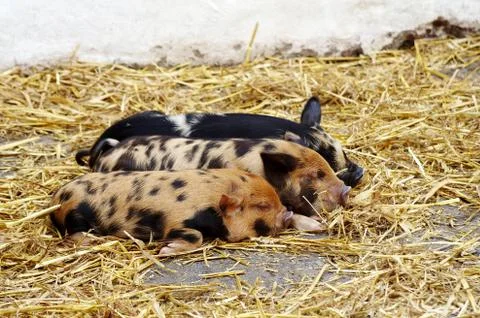 Three sleeping piglets on straw hay Stock Photos