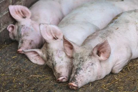 Three sleeping pigs in a row Stock Photos