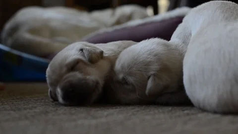 Three Sleeping Puppies Stock Footage 108242975