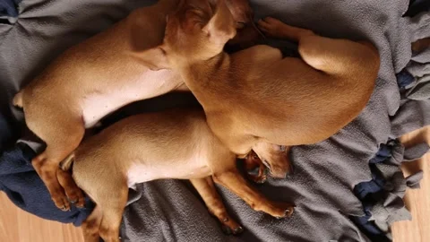 Three sleeping puppies from one brood. Stock Footage 196794110