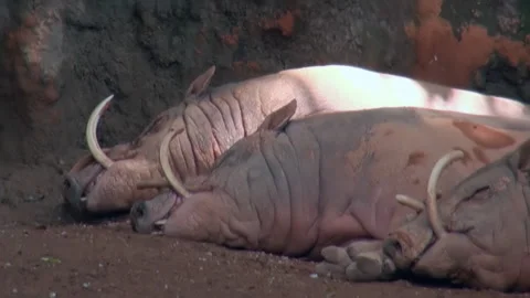 Three sleeping wild boars nestled in the sun at the sanctuary Stock Footage 282240814