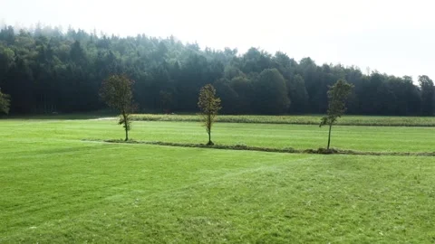 Three slender trees standing in vast green field, lined against a dense forest. Stock Footage 287114990