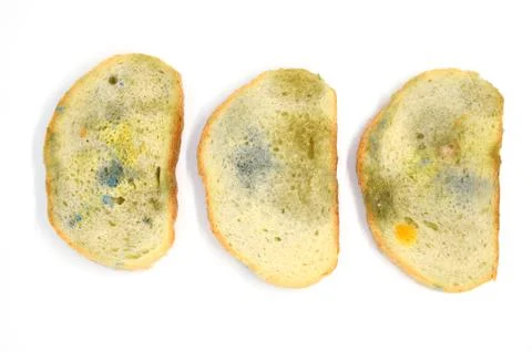 Three slices of bread covered with mold isolated on a white background Stock Photos