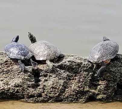 Three Slider Turtles Basking Near a Pond Stock-Fotos