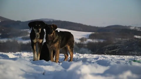 Three small abandoned dogs are playing in the snow Vídeos de archivo 290353871