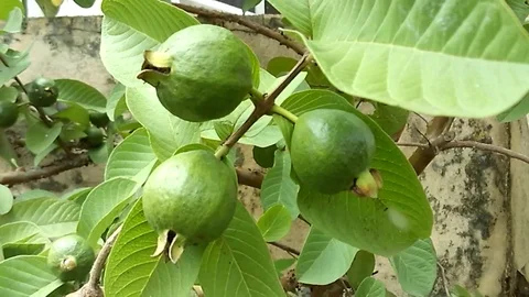 Three small and young guava fruit on the tree Stock Footage 122361649