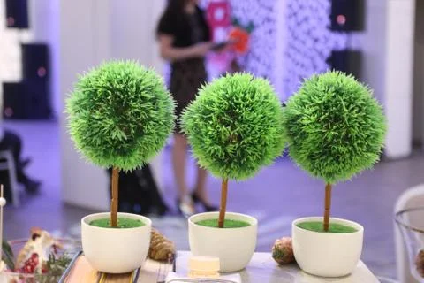 Three small artificial trees, natural cones are on books on table, woman ou.. Stock Photos