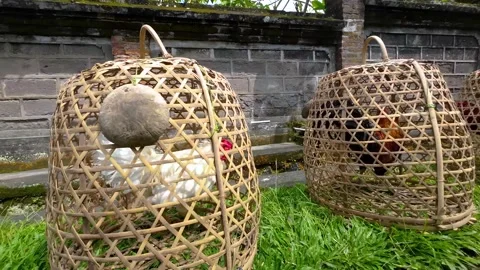 Three small bamboo hencoop with chickens in it Stock Footage 237852210