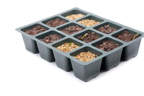 Three small baobab Stock Photos