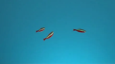 Three small beautiful fish swims in the water on a blue background. Neon fishs. Stockbeeldmateriaal 174290680