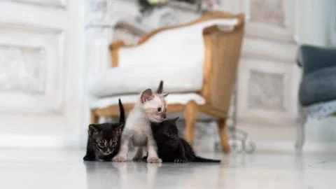 Three small Bengal kittens of different colors in a room against the background Stock Photos
