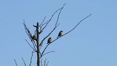 Three Small Birds Perched on Bare Tree Branches Stock Footage 341848522