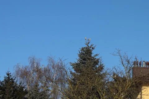 Three small birds perched on the top of a tall evergreen tree against a cle.. Stock Photos