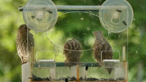 Three small birds at a window feeder 4K Stock Footage 93900051