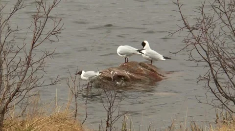 Three small black-headed gulls sitting on a rock. Stock Footage 68447177
