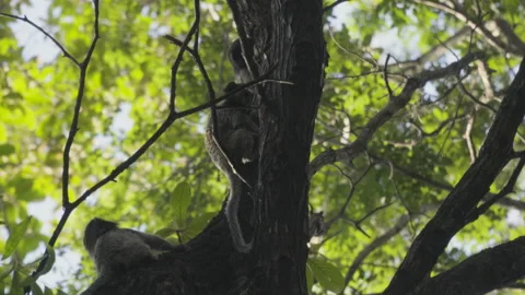 Three small black-tufted marmoset looking for ants to feed on tree trunk Stock Footage 265679094