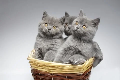 Three small blue British kittens in a wicker basket on a white background. Fu Stock Photos